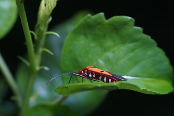 Bugs on leaf