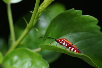 Bugs on leaf