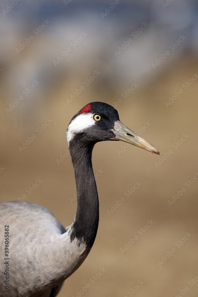 Wall mural The common crane (Grus grus), also known as the Eurasian crane portrait.Portrait of a crane with a red sign on its head and a yellow eye with a natural background.