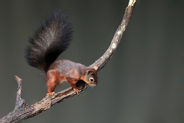 The red squirrel or Eurasian red squirrel (Sciurus vulgaris) on the branch with a neutral green background.