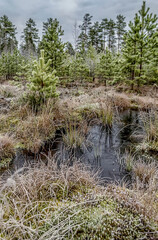A cold November day in a swamp.