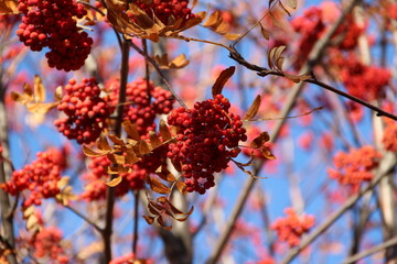Rowan berry
