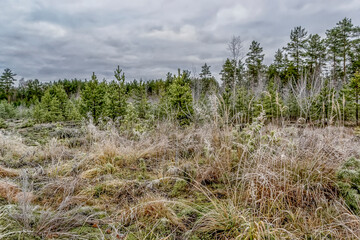 Fototapeta premium A cold November day in a swamp.