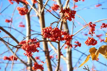 Rowan berry