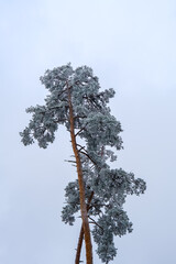 Frozen pine in the forest on cloudy day