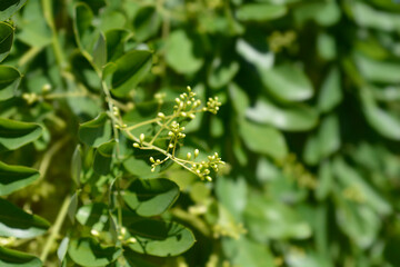 Weeping Japanese pagoda tree