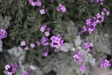 Purple Aegean Wallflower