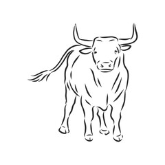 black and white linear paint draw bull vector illustration. bull vector sketch illustration