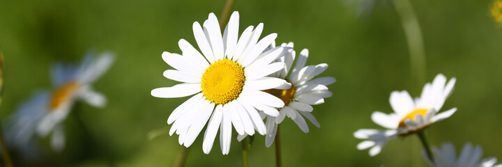 Obraz premium Macro photo of many white beautiful chamomile that growing on the field