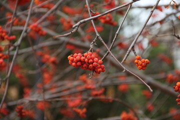 Rowan berry