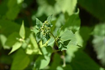 White snakeroot