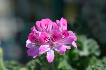 Sweet-scented geranium