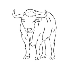 black and white linear paint draw bull vector illustration. bull vector sketch illustration