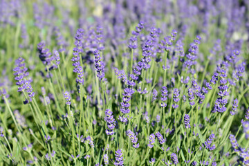 Obraz premium Lavender Essence Purple