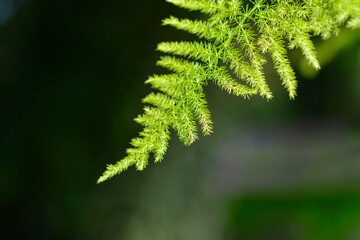 Common asparagus fern