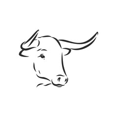 black and white linear paint draw bull vector illustration. bull vector sketch illustration