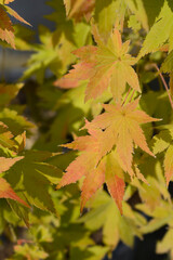 Japanese Maple Summer Gold