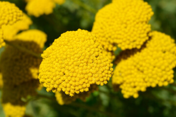 Gold plate yarrow
