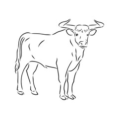 black and white linear paint draw bull vector illustration. bull vector sketch illustration
