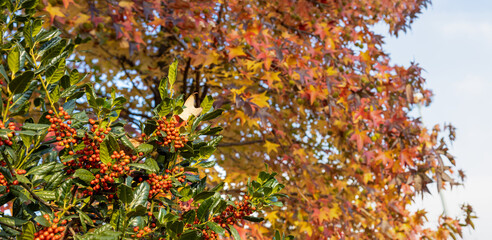 plant with red berries on the background maple with yellow and orange leaves