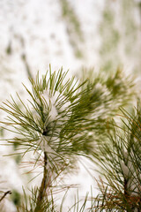 first snow on a small cedar, cedar pine, natural background