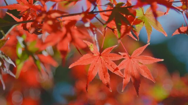 よく晴れた秋の日、風に揺れる紅葉　4K UHD　スローモーション