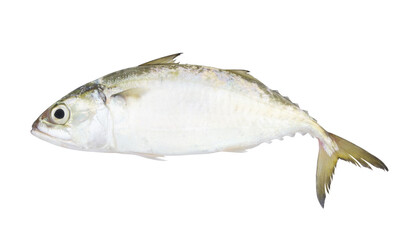 Fresh mackerel fish isolated on the white background	
