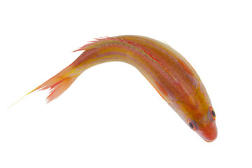 Golden threadfin bream fish isolated on white background