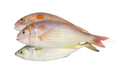 Fresh fish isolated on white background