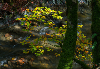 Scene of an autumn branch over the river Urkullu, Aranzazu