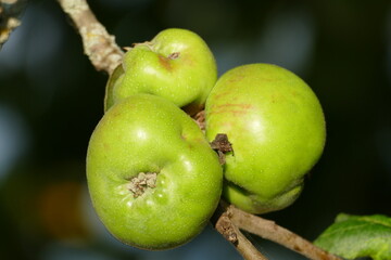 Grüne kleine Wildäpfel am Baum