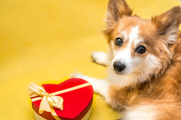 Portrait of a dog with a gift box in the form of a heart in red. Concept on February 14th. Valentine's Day