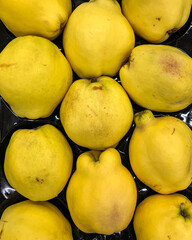yellow quince 