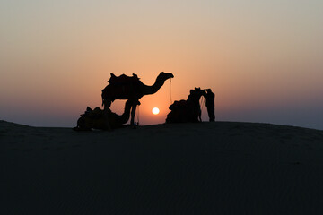 Silhouette of camels in the desert with owners