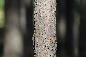 Dark wood bark, natural brown background, natural texture