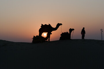 Silhouette of camels in the desert with owners