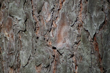Dark wood bark, natural brown background, natural texture