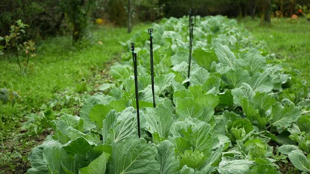 Cabbage field leaf green cole crops white, farm farming garden leaves bio organic Brassica oleracea capitata large fresh plantation vegetables plant grown production ripe, irrigation agriculture