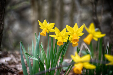 Fototapeta premium Ostern