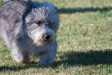 small gray dog in the grass