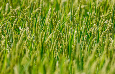 Obraz premium Espigas de Arroz