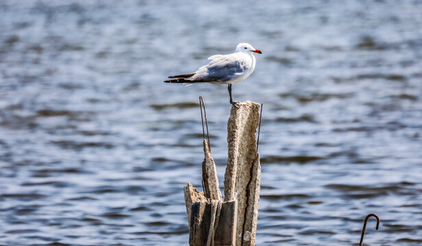 Fauna del Delta del Ebreo