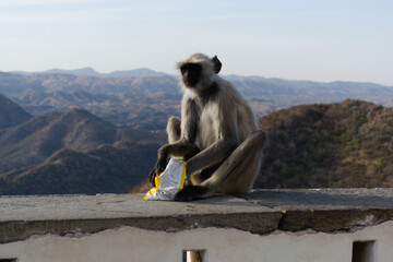 Monkey with a packet of chips