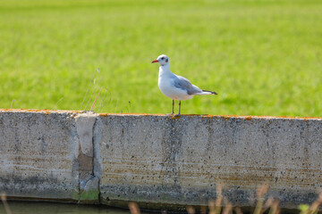 Fauna del Delta del Ebreo