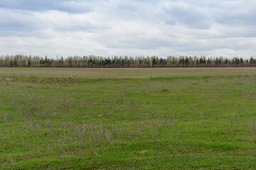 Fototapeta premium Spring landscape with a green field on a cloudy day