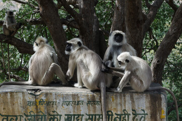 group of monkeys