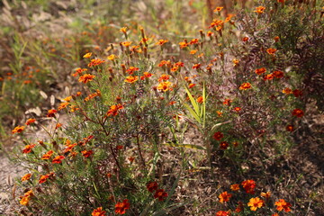 flowers