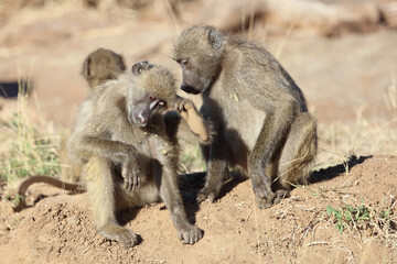 Bärenpavian / Chacma baboon / Papio ursinus.