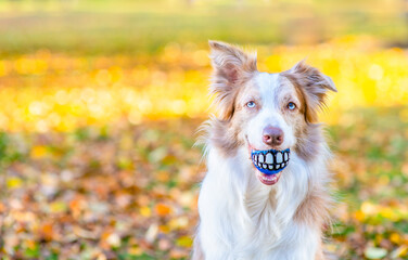 Adult Border collie holds funny ball with teeth in it mouth at autumn park. Empty space for text