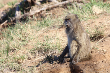 Bärenpavian / Chacma baboon / Papio ursinus.